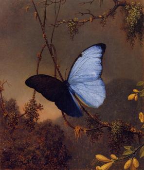 馬丁 約翰遜 赫德 Blue Morpho Butterfly 馬丁 約翰遜 赫德 Blue Morpho Butterfly